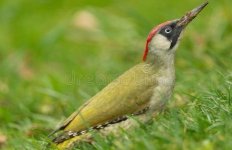 Green-woodpecker-1-e1578062623354-463x300.jpg