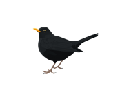 Download-Blackbird-PNG-Transparent-Picture-For-Designing-Projects.png