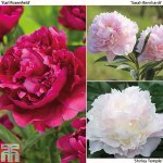 PEON-T72035-A.jpg
