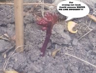 Peonie.JPG