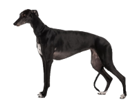 greyhound-dog-5-years-old-standing-in-front-of-white-background-xs.png