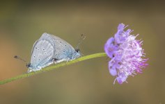 Small Blue NSC.JPG