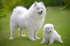 samoyed-mother-dog-with-puppy-outdoors.jpg