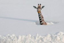 Giraffe in snow.jpg