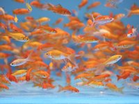 goldfish-tank.jpg