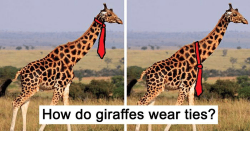how-do-giraffes-wear-ties-34265499.png
