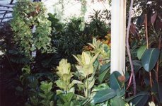 palmhouse2.jpg