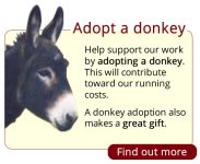 adopt_a_donkey.jpg