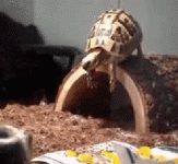 Turtle-Falls-Off-Log-Head-First.gif