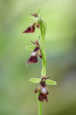 Fly Orchid y_2.jpg