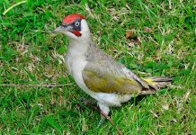 wtr_green_woodpecker2.jpg