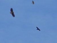 eagle-raven-buzzard-at-rye-harbour-5734-w800h600.jpg