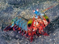 mantisshrimp-467993194.jpg mantisshrimp-467993194.jpg