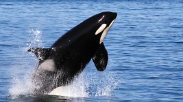 killer_whale.jpg killer_whale.jpg