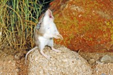 GrasshopperMouse-BDTAY7.jpg GrasshopperMouse-BDTAY7.jpg