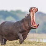 0_SWNS_ESCOBAR_HIPPO_01.jpg 0_SWNS_ESCOBAR_HIPPO_01.jpg