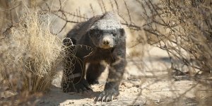 honey-badger544-900x450.jpg honey-badger544-900x450.jpg
