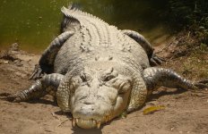 Saltwater_crocodile.jpg Saltwater_crocodile.jpg