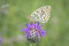 Dark Green Fritillary_6.jpg