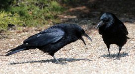 bird_347___two_crows_speaking_by_momotte2stocks_d9if15e-pre.jpg