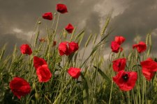 poppy-field-before-the-storm-floriana-barbu.jpg