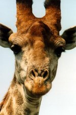giraffe-12.jpg