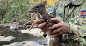 smallest-deer-in-the-world.jpeg smallest-deer-in-the-world.jpeg