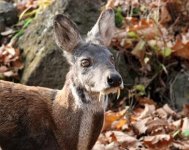 musk-deer_2017_07_06.jpeg musk-deer_2017_07_06.jpeg
