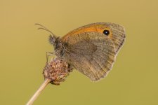 Meadow Brown.jpg