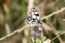 marbled white-1 small.jpg