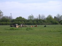 Coldham's_Common_Cows_-_geograph.org.uk_-_777755.jpg