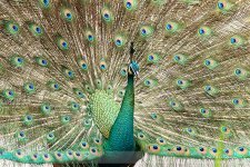 SingaporeGeographic-Bird-Peacock-00126.jpeg