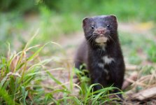 American_mink.jpg