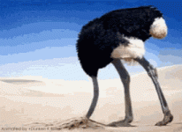 Ostrich.gif