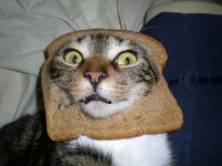 cat-toast.jpg