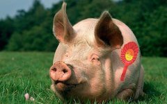 Pig-with-a-rosette.jpg