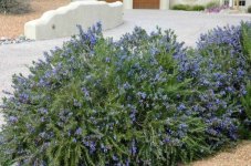 Bright-Blue-Rosemary-Shrub.jpg