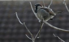 Male House Sparrow 1.JPG