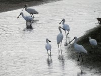 Spoonbill.jpeg