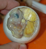 balut.PNG