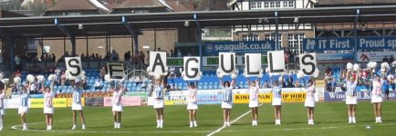 seagulls.jpg