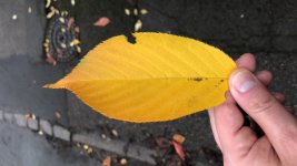 leaf.jpg leaf.jpg