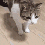 cat-fall-ground-drop-oof-oop-die-play-dead.gif