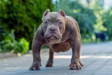 Blue-American-Bully-All-The-Breed-Information-you-need-1.jpg