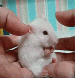 surprised-mouse.gif