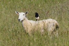 Magpie on Sheep_2.jpg