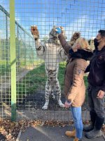 White tiger being hand fed with Ricky the keeper.jpg