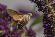 Humming-bird Hawk Moth_4.jpg