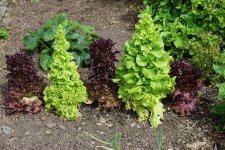 bolted-lettuce-garden.jpg