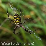 Wasp Spider.jpg